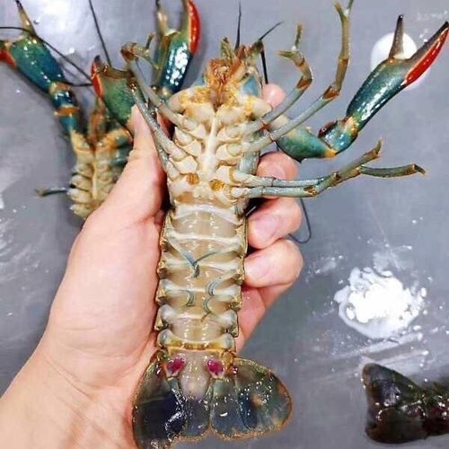 澳洲淡水蓝龙虾种苗广东发货