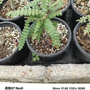 尼勒达乳香实生苗带盆发货,稀有块根植物,有很浓的香味