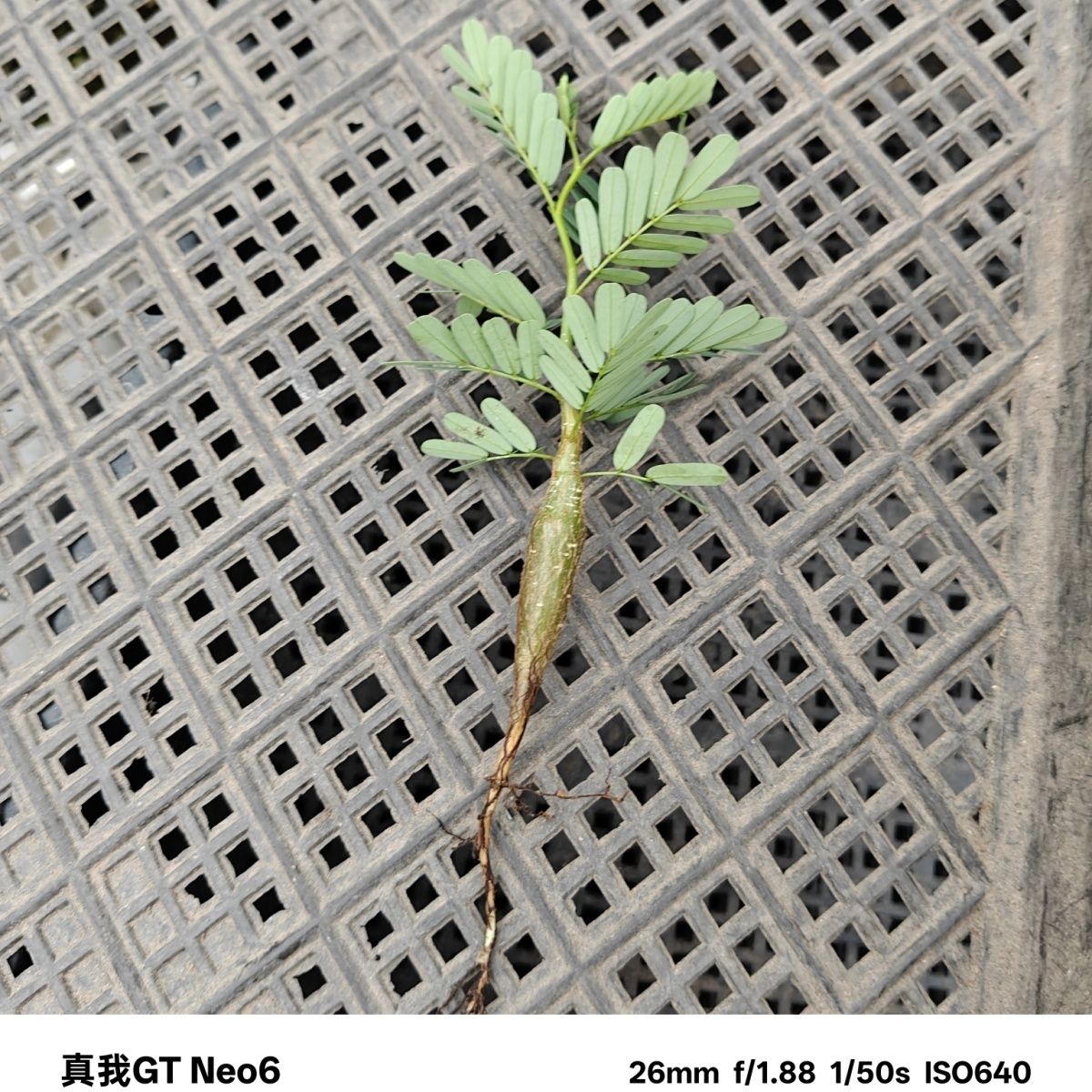 沙漠苏木小苗
