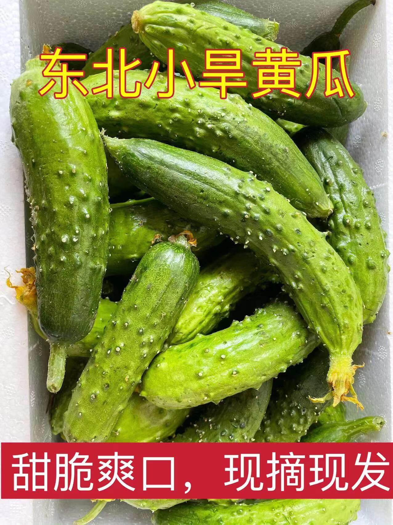 当季新鲜东北旱黄瓜蘸酱菜可以生吃新鲜蔬菜脆嫩小黄瓜