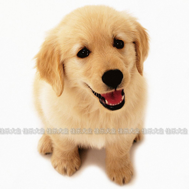 金毛犬纯种幼犬活体狗狗宠物狗公母都有城市家养伴侣犬网红轮胎