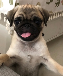 纯种巴哥犬幼犬活物宠物狗家养便宜小型短毛八哥犬小狗幼崽哈巴狗