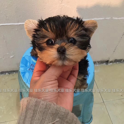 约克夏犬幼犬纯种活体茶杯犬金头银背迷你宠物狗西高地马尔济斯