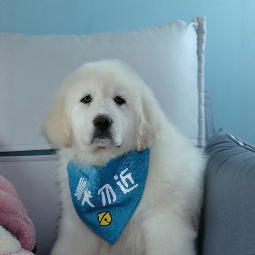 纯种大白熊幼犬活体宠物狗狗大骨架巨型熊版金毛犬