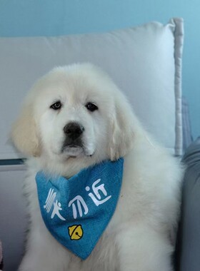 纯种大白熊幼犬活体宠物狗狗大骨架巨型熊版金毛犬