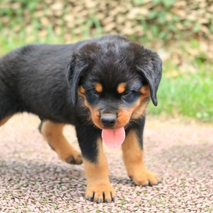 纯种罗威纳幼犬活体防暴犬护卫犬德系罗威纳宠物犬工作犬狗狗幼崽