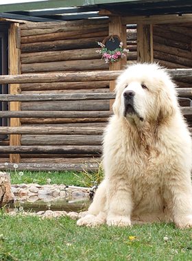 纯种大熊版藏獒幼犬活体宠物狗大型犬巨型犬 雪獒