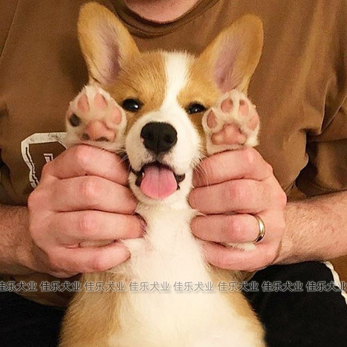 柯基幼犬活体两色三色柯基小短腿家养小型犬宠物狗幼崽混血犬宠物