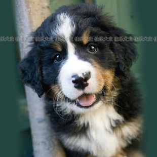 瑞士伯恩山犬纯种幼犬活体北京犬舍直销家养狗狗高端家庭犬