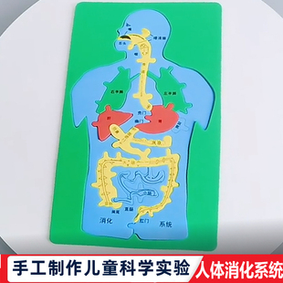科技小制作发明手工DIY人体消化系统内脏拼图EVA模型益智科学实验