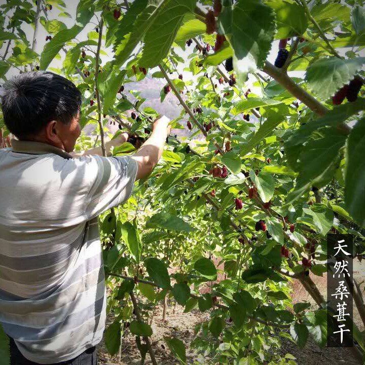 2026新桑葚干 250g免洗 农家野外生长新鲜果干泡茶酒桑甚子膏