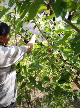 2026新桑葚干 250g免洗 农家野外生长新鲜果干泡茶酒桑甚子膏