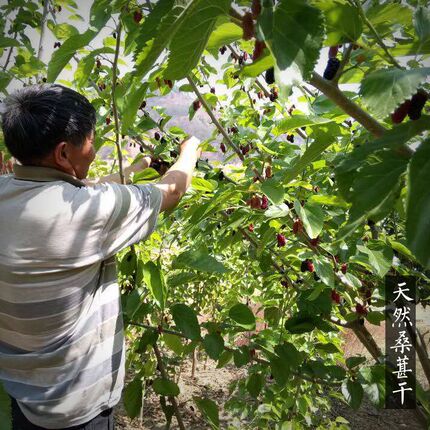 2026新桑葚干 250g免洗 农家野外生长新鲜果干泡茶酒桑甚子膏