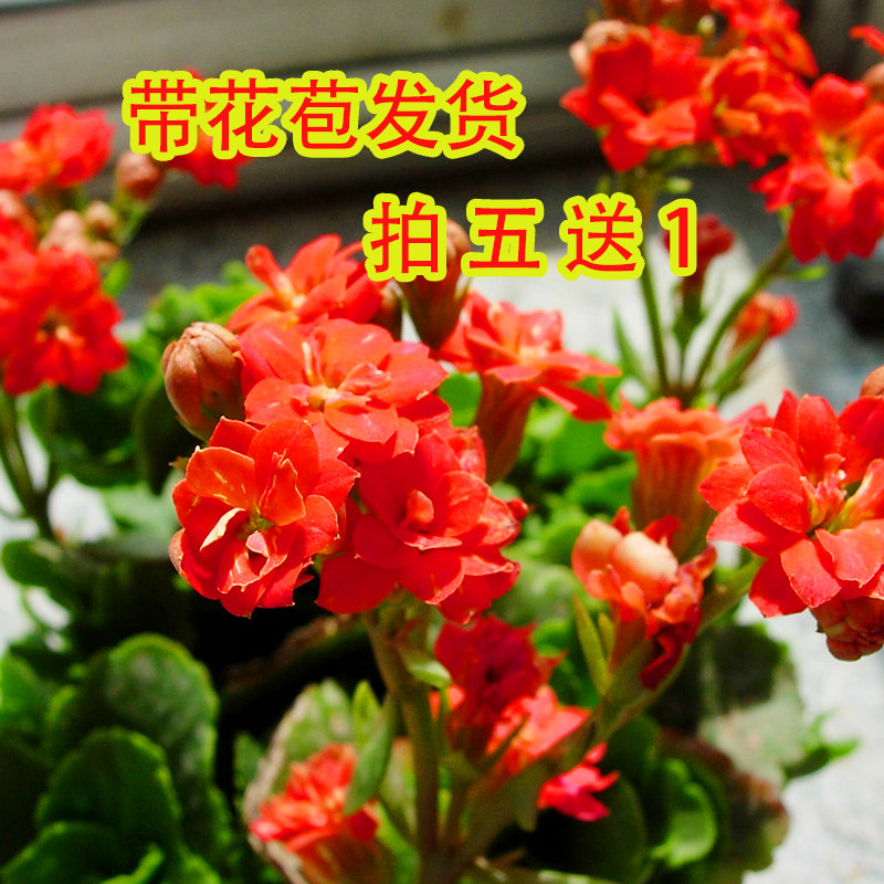 绿植四季好养重瓣长寿花盆栽