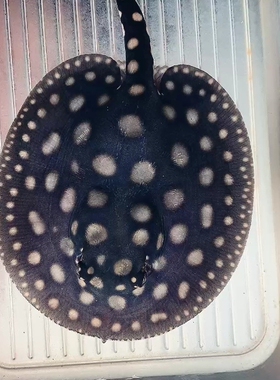 编号7.24皇冠黑白魟鱼黑白皇冠魟鱼苗底层鱼热带观赏鱼龙鱼配鱼