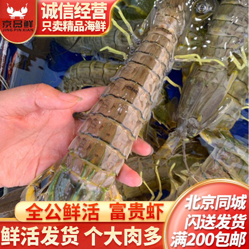 500克 鲜活泰国富贵虾 北京同城闪送发货 大虾爬子 虾蛄 濑尿虾