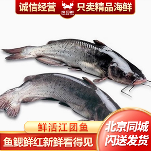 2.5-2.8斤1条 北京闪送 鲜活 江团鱼 鮰鱼习鱼回鱼清江鱼 长吻鮠