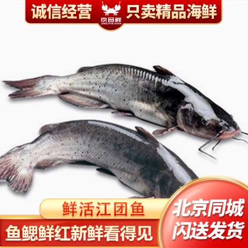 2.5-2.8斤1条 北京闪送 鲜活 江团鱼 鮰鱼习鱼回鱼清江鱼 长吻鮠