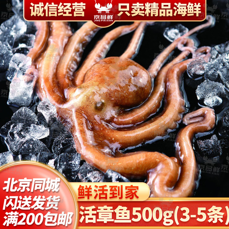 鲜活小八爪鱼 一份500g约3-5条 默认杀好发货 章鱼 鱿鱼 活体
