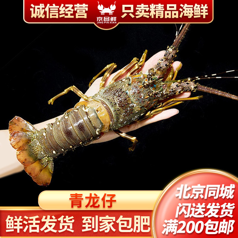 鲜活小青龙仔北京闪送海鲜图片