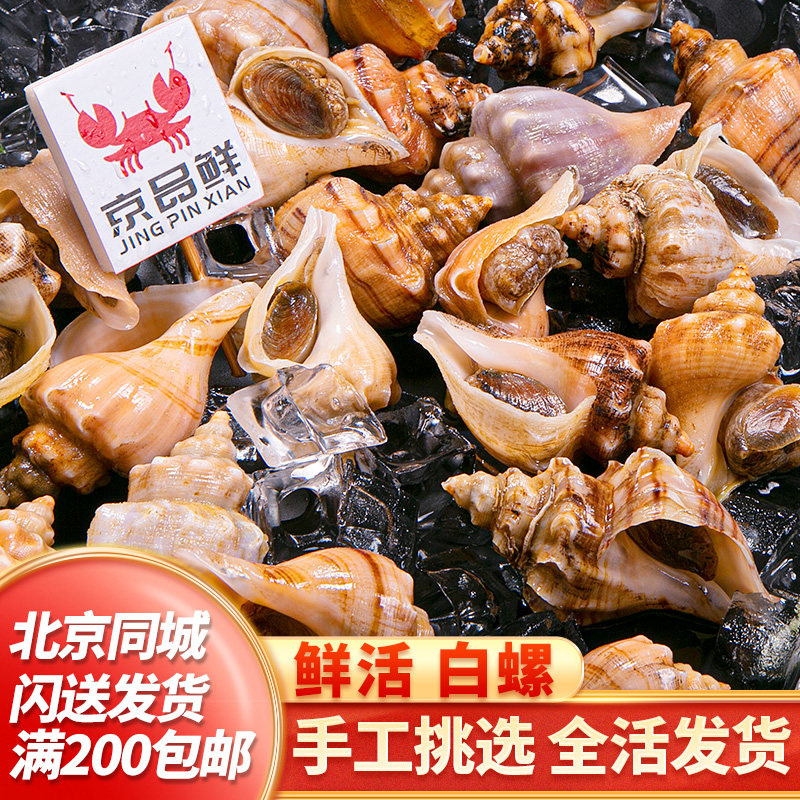深水海螺每份500克 角螺白螺 肉嫩无沙 蒸煮口感很棒