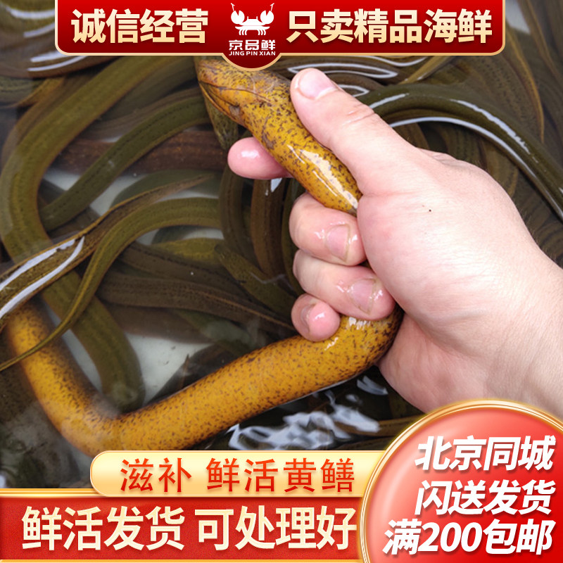 半野生鲜活黄鳝 默认杀好发货 北京海鲜闪送一份一斤 到家包鲜