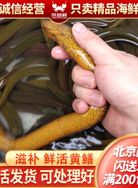 半野生鲜活黄鳝 默认杀好发货 北京海鲜闪送一份一斤 到家包鲜