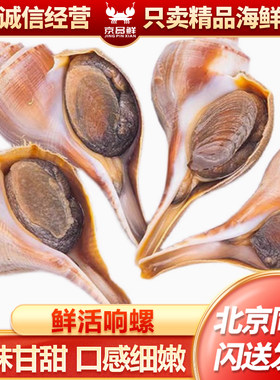 1斤左右称重计价北京闪送美国响螺 鲜活水产 超大海螺 特大海螺