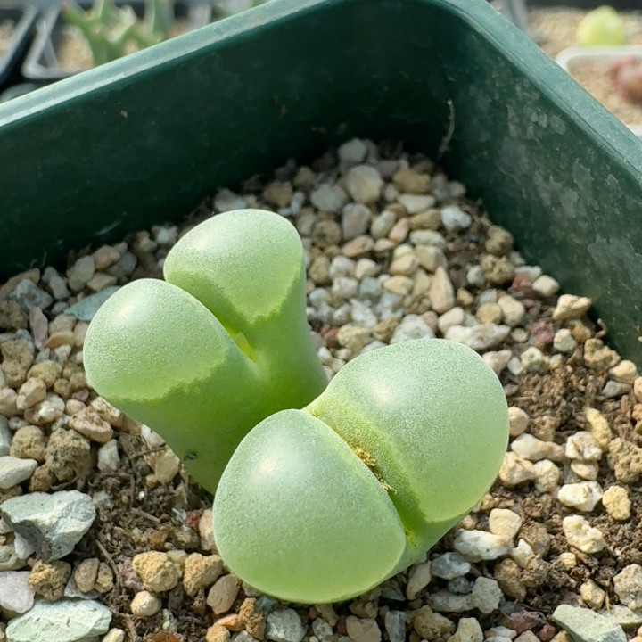 y400,鲜花速递/花卉仿真/绿植园艺,多肉植物,淘宝优惠券,粉丝福利购,淘宝优惠卷