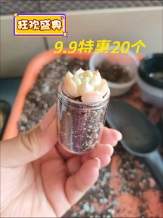 迷你多肉种植花盆小花器可爱拇指多肉玻璃瓶子控养容器水培器皿