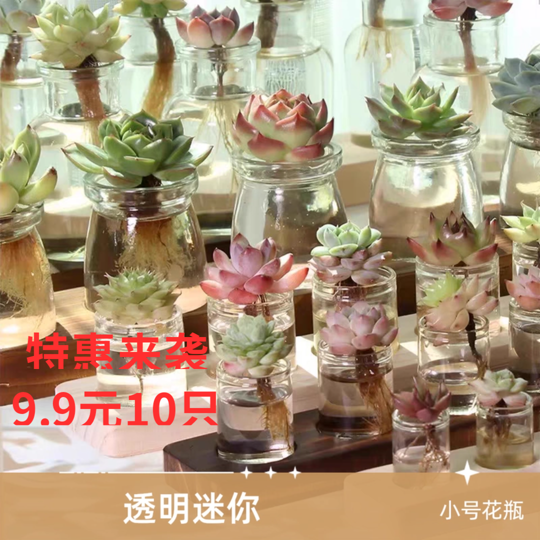 10个布丁瓶透明水培瓶控养多肉玻璃瓶水培植物迷你布丁瓶清仓特价,鲜花速递/花卉仿真/绿植园艺,花瓶,淘宝优惠券,粉丝福利购,淘宝优惠卷