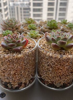 大口径简约透明玻璃多肉花盆多肉种植高颜值水培玻璃瓶带孔控养