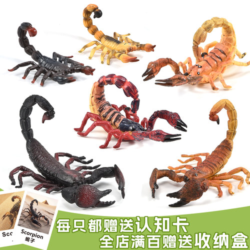 出口品质蝎子实心无异味