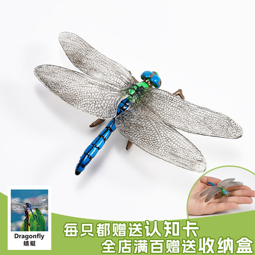 昆虫模型蜻蜓实心无异味出口品质
