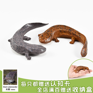 实心儿童仿真动物玩具动物模型娃娃鱼山椒鱼大鲵两栖认知礼品摆件