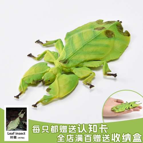 昆虫实心无异味出口品质