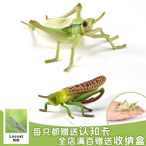 蚂蚱实心工艺做工精细出口品质