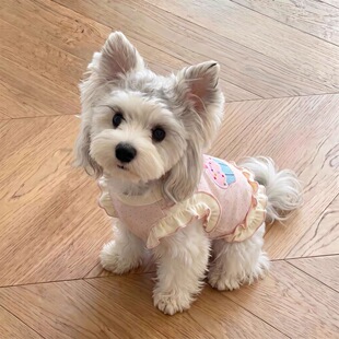 防掉毛猫咪吊带裙小型犬雪纳瑞比熊宠物服装小狗衣服夏季薄款背心