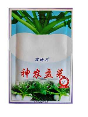 盘菜扁圆形白色芜菁神农