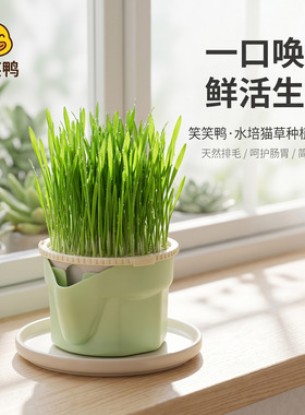 笑笑鸭水培猫草零食种植套装绿色盆栽天然排毛呵护肠胃简单易种