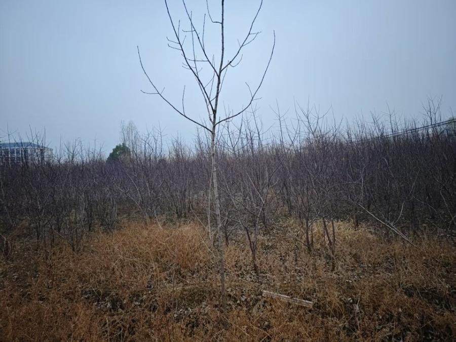 1月4日连云港一批苗木网络拍卖公告