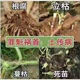 土壤护理液防根腐壮根改善土质调理修复5KG/桶 地益卫