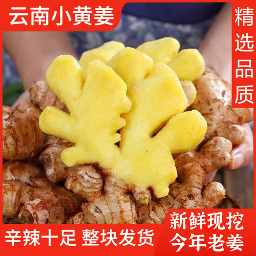 姜香浓郁云南高山种植小黄姜