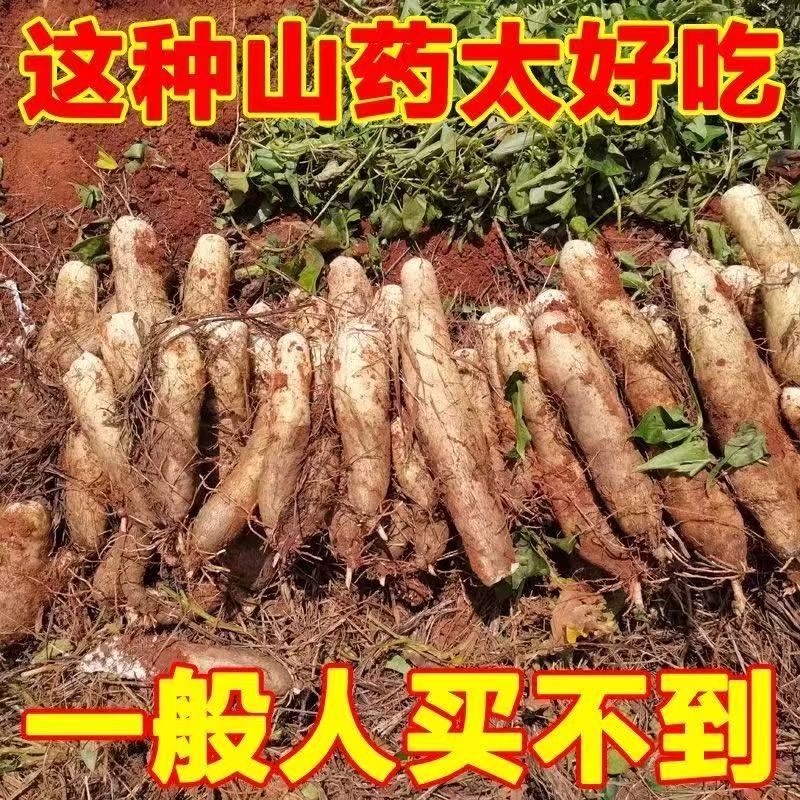 云南老品种灵芝山药高山种植新鲜现挖现发粉糯面香