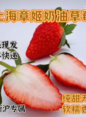 绿色安全纯甜无酸章姬奶油草莓上海青浦白鹤非丹东99草莓