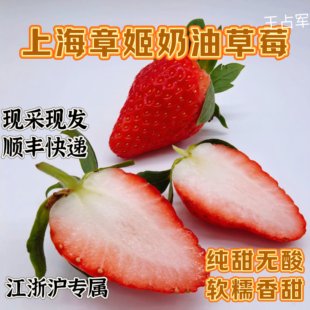 绿色安全纯甜无酸章姬奶油草莓上海青浦白鹤非丹东99草莓