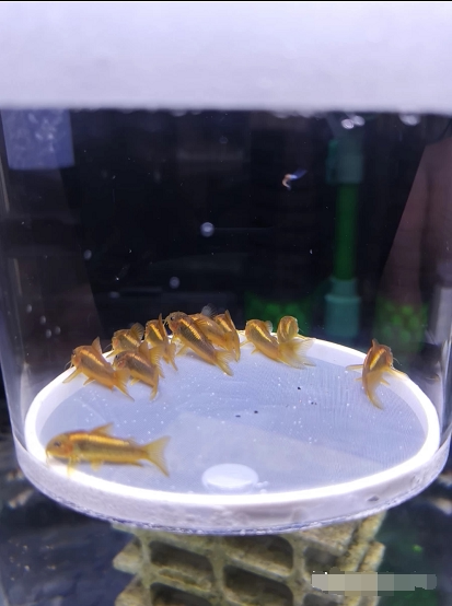 f1金线金鼠鱼   买10送1  黑金红头鼠 金线金鼠f1  鼠鱼 自家繁殖