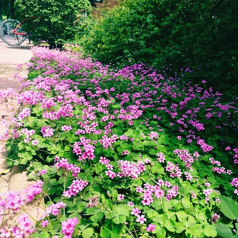 常绿喜阴低矮花卉多年生矮花宿根地被园林绿化植物庭院室外醡浆草