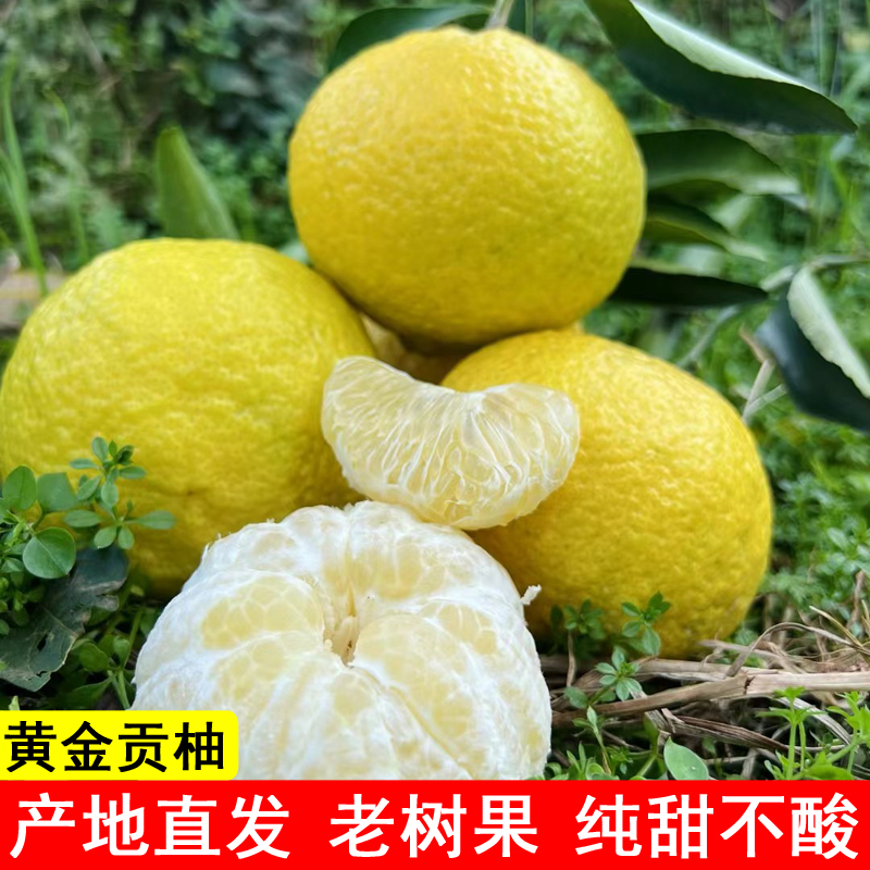 怀化洪江黄金贡柚春香桔柚象山青新鲜甜桔柚湖南雪峰山小柚子10斤