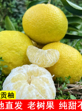 怀化洪江黄金贡柚春香桔柚象山青新鲜甜桔柚湖南雪峰山小柚子10斤